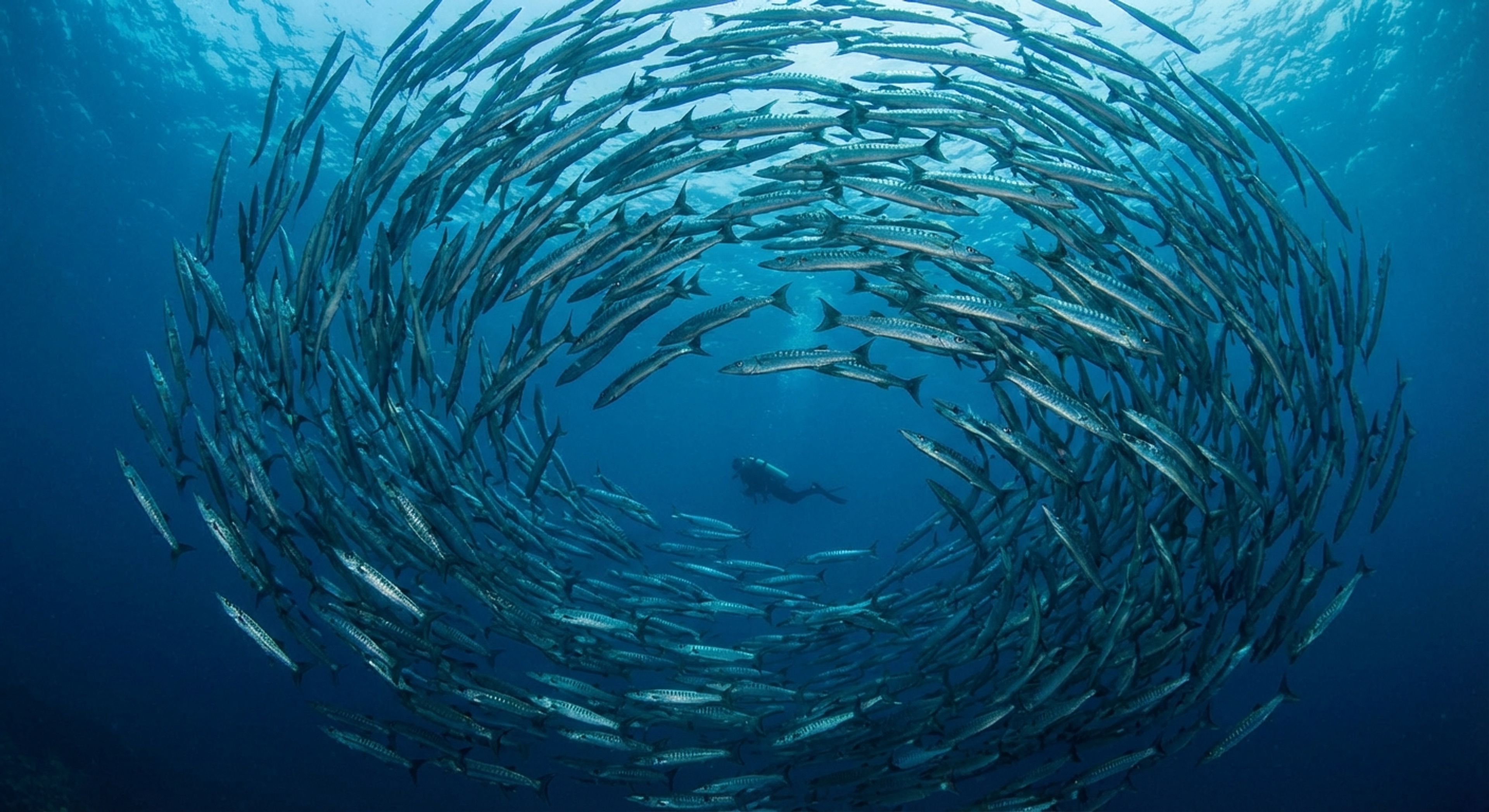 School of barracuda in current