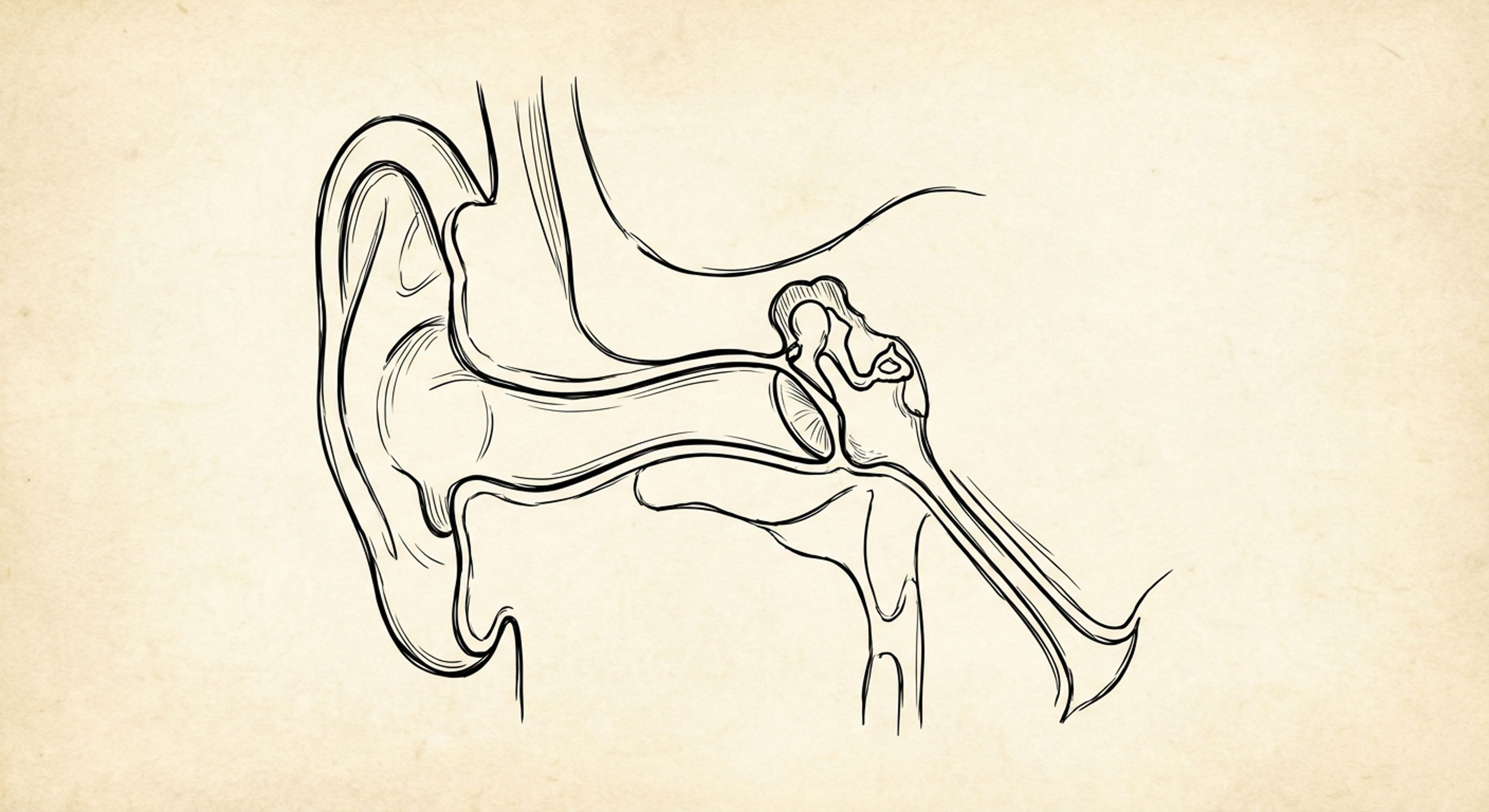Anatomy diagram of the ear