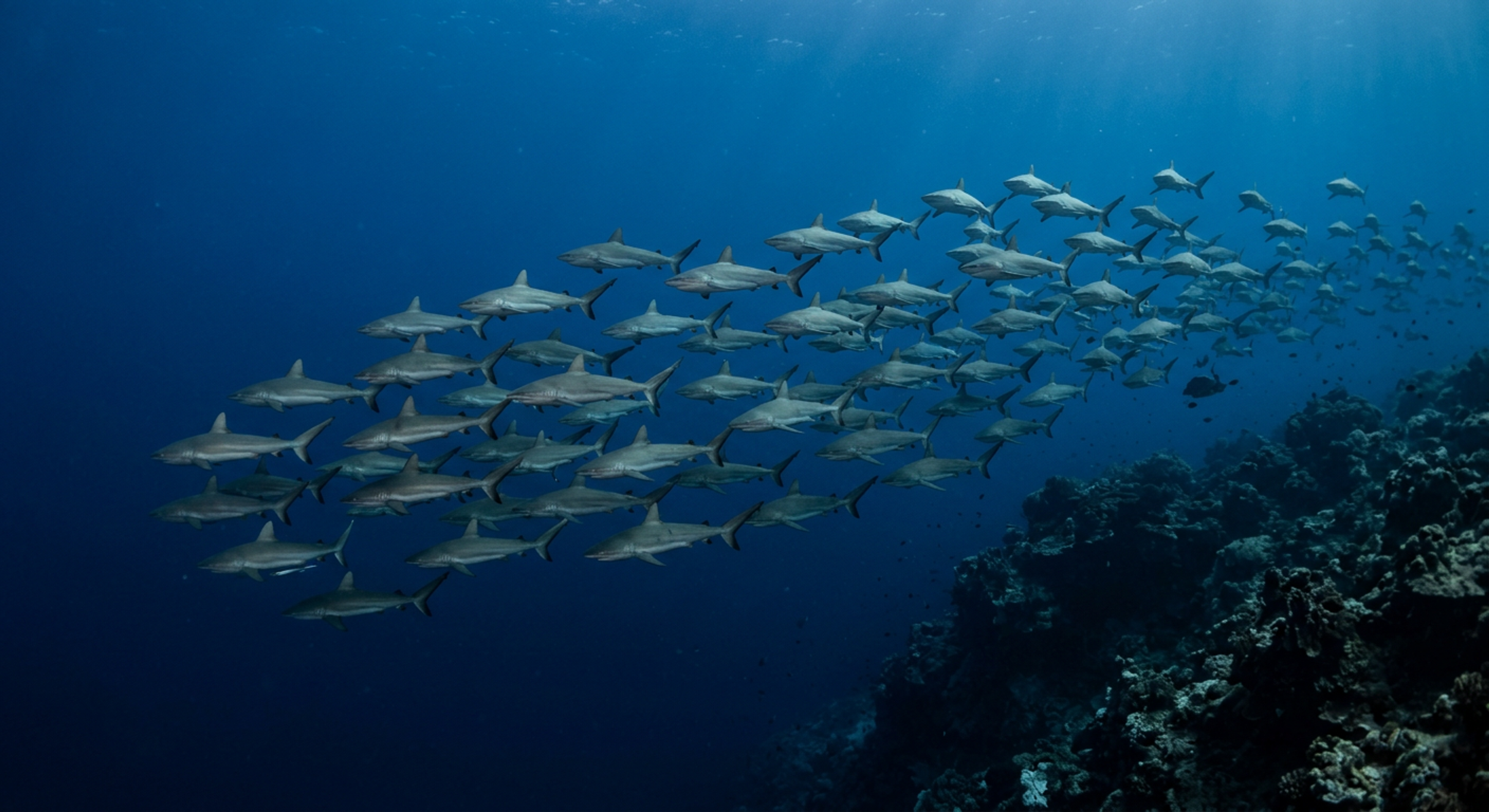 A wall of grey reef sharks