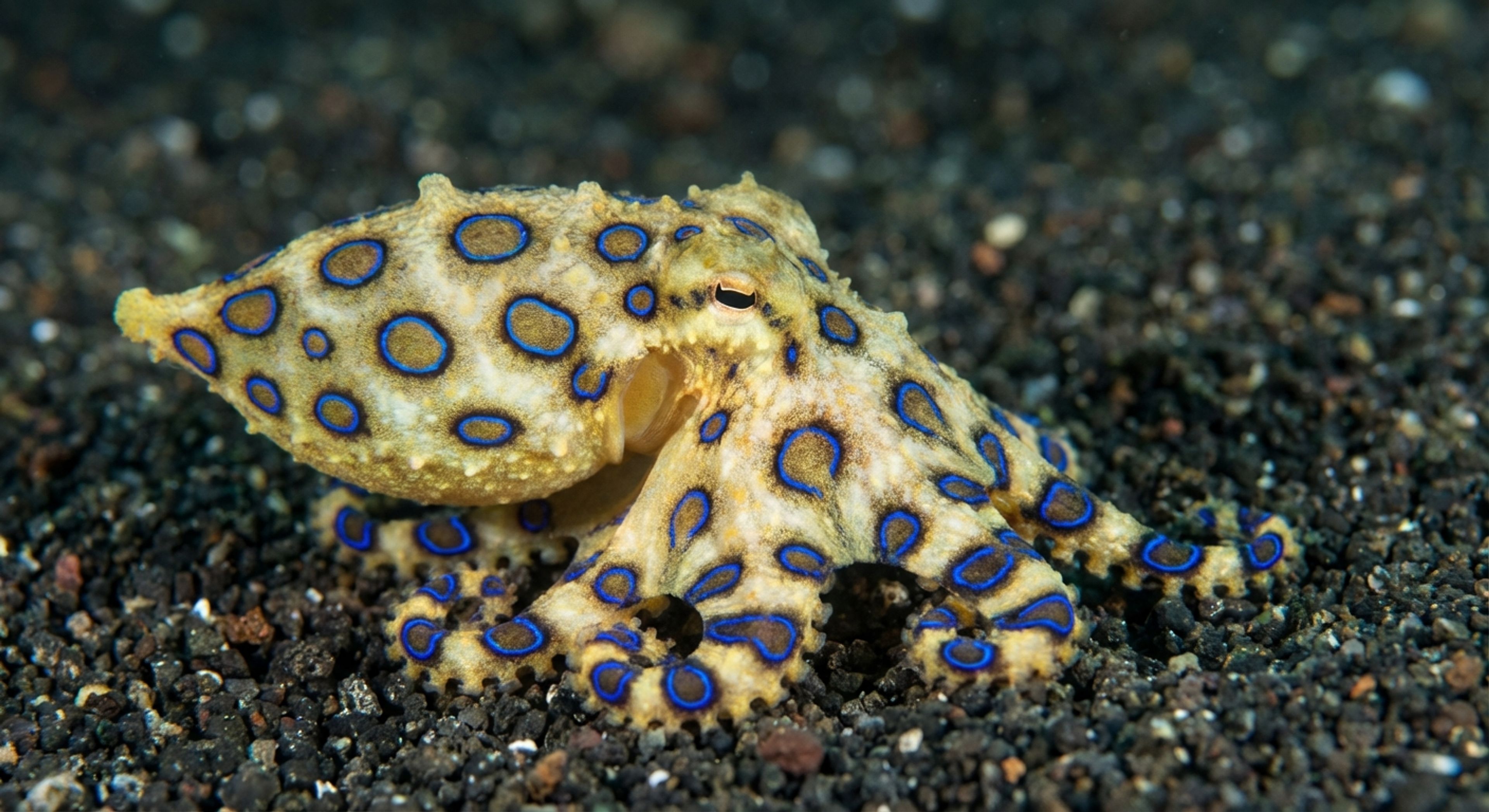 Blue Ringed Octopus