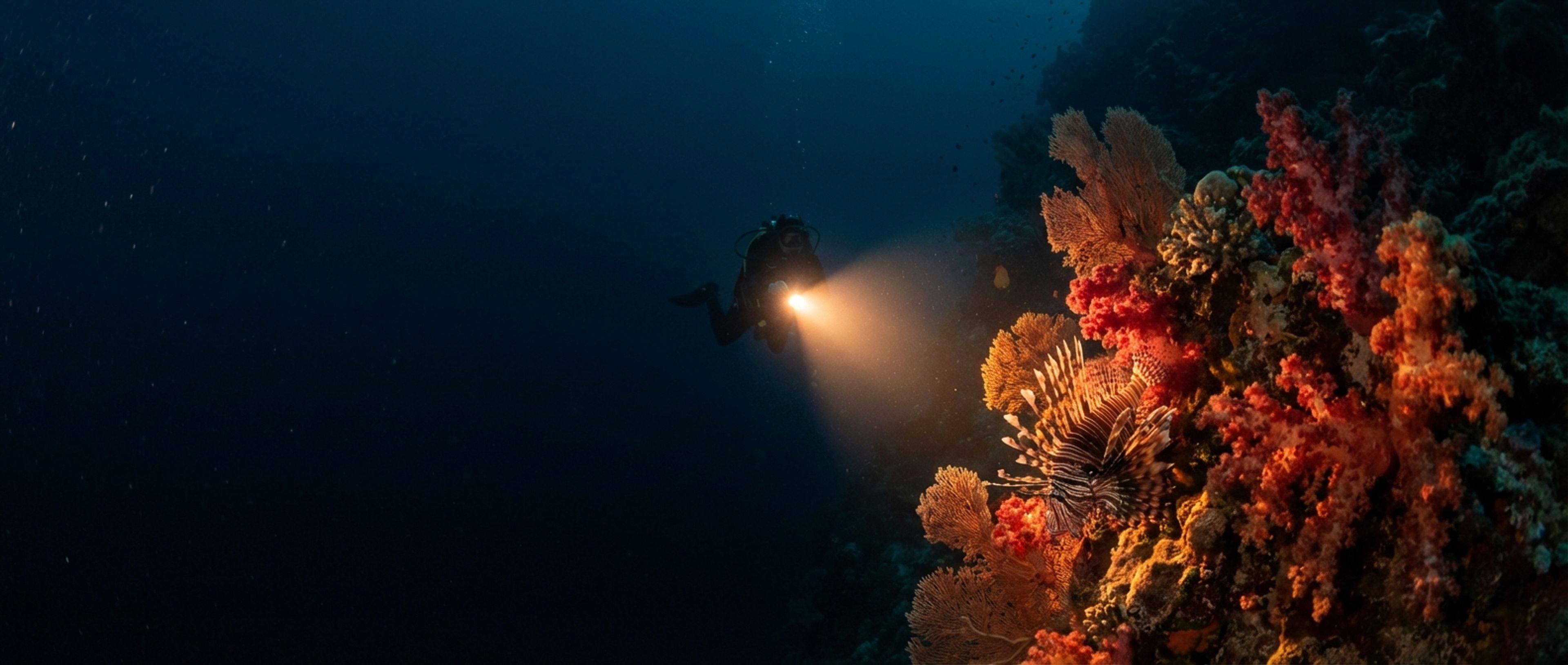 Night Diving Is Not a Ghost Story: Why You Must Switch Off the Lights