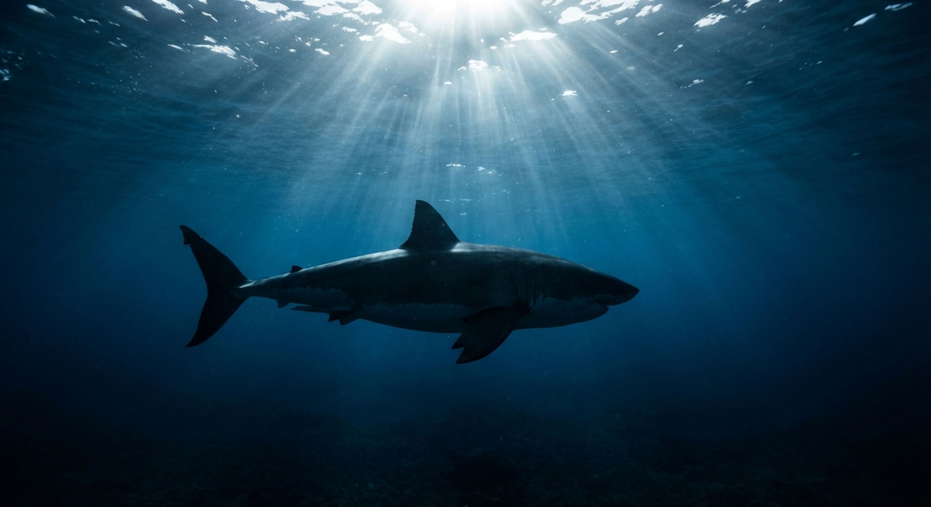 Jaws is a Liar: The Truth About Sharks and Why They Don't Want to Eat You