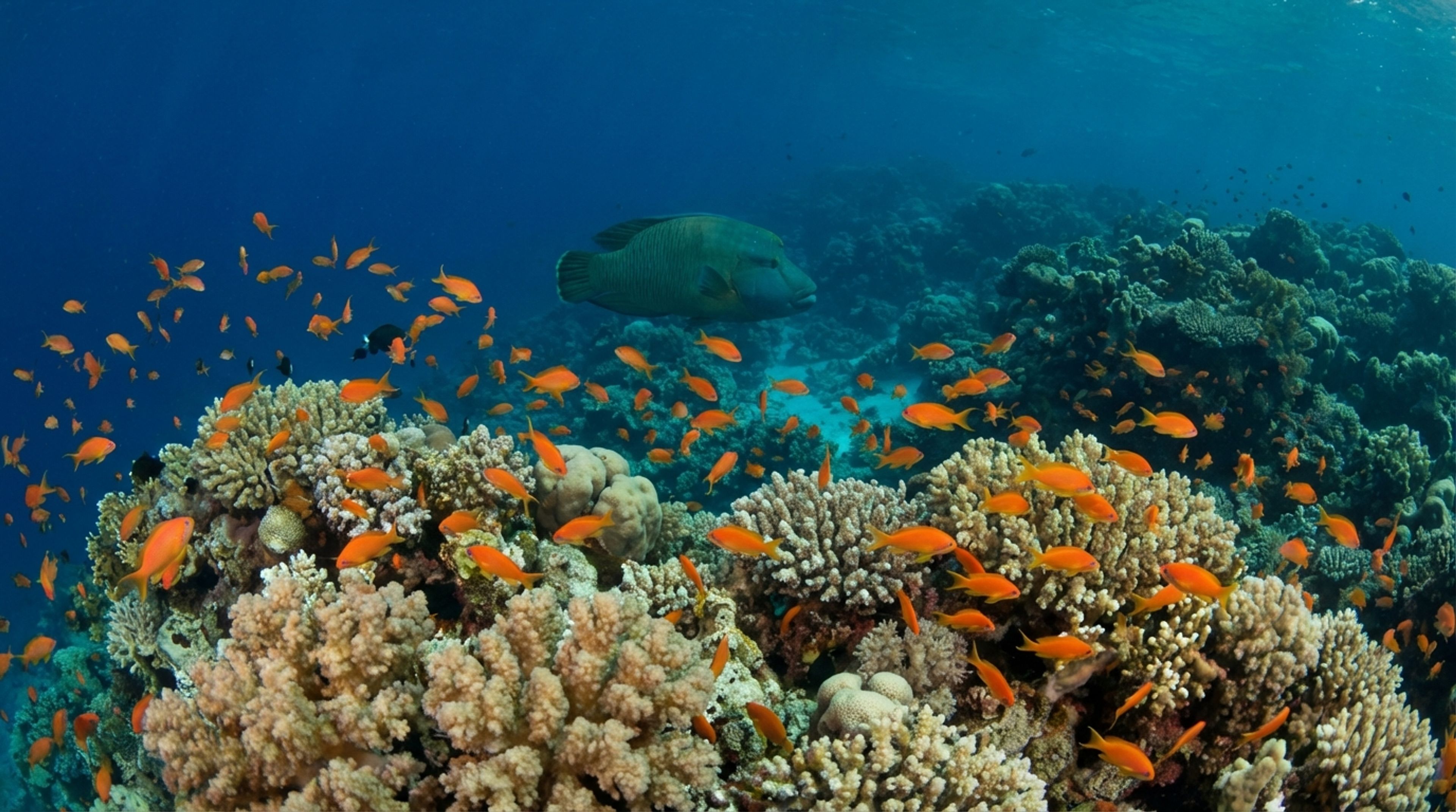 A diverse coral reef scene