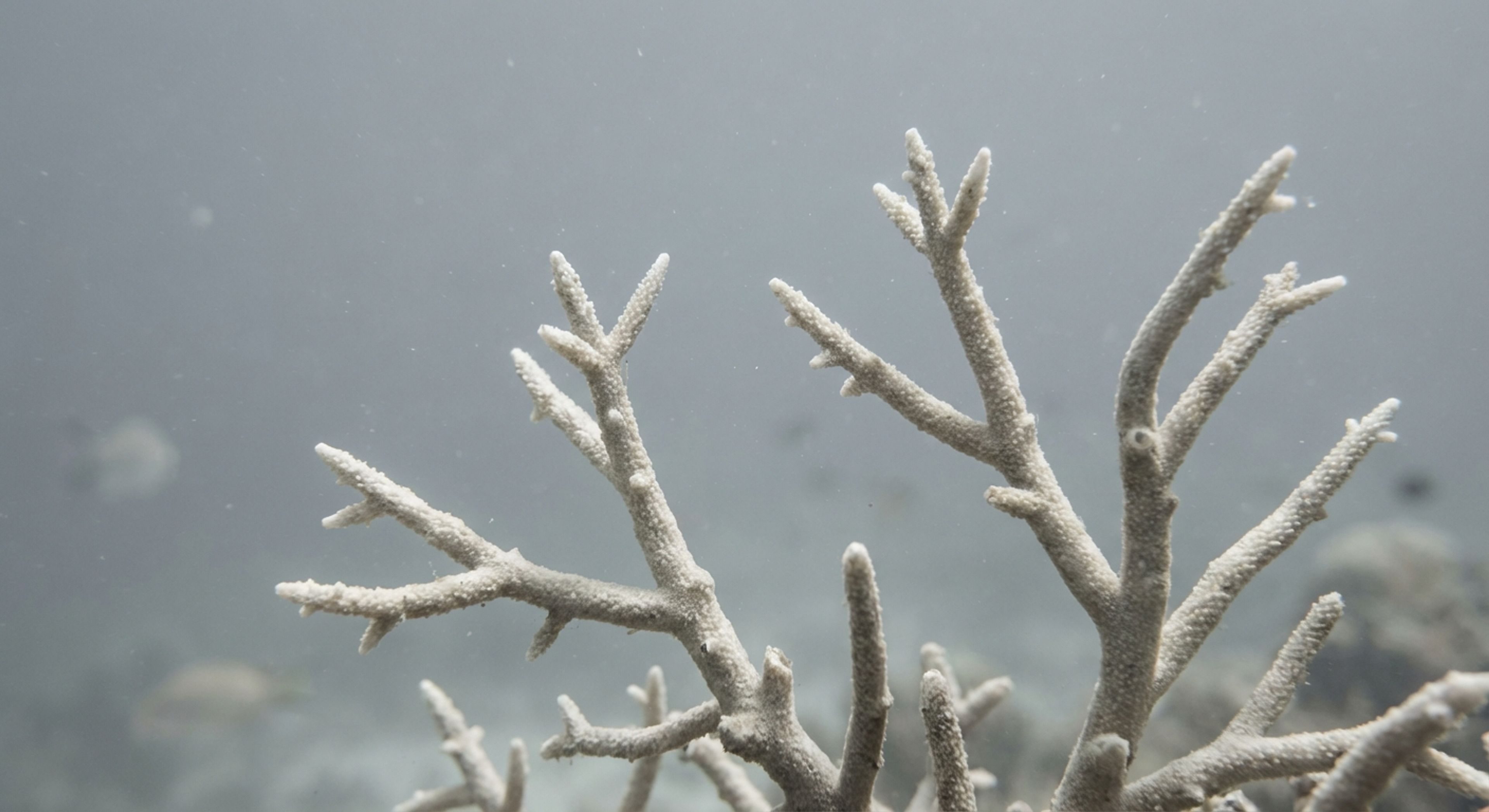 Dead coral reef close up